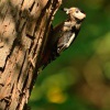 Strakapoud velky - Dendrocopos major - Great Spotted Woodpecker 4772